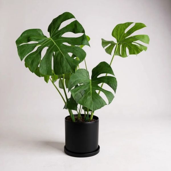 Monstera Deliciosa Swiss Cheese Plant in a black ceramic pot with saucer