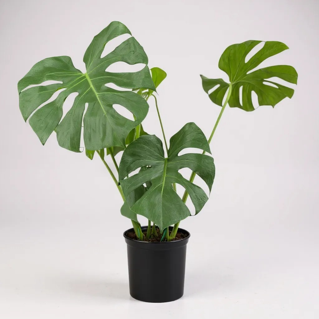 Monstera Deliciosa  Swiss Cheese Plant