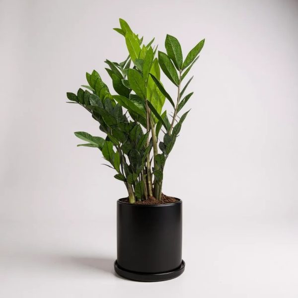 ZZ Plant with glossy green leaves in a black ceramic pot with saucer
