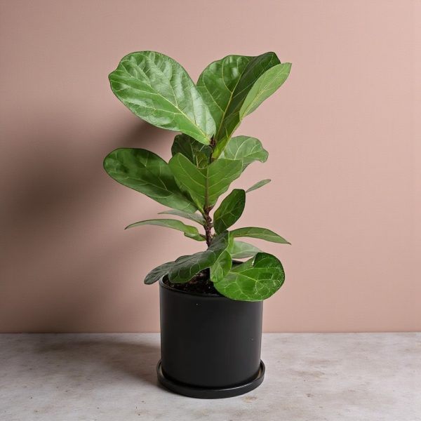 Fiddle Leaf Fig plant in a black ceramic pot with saucer