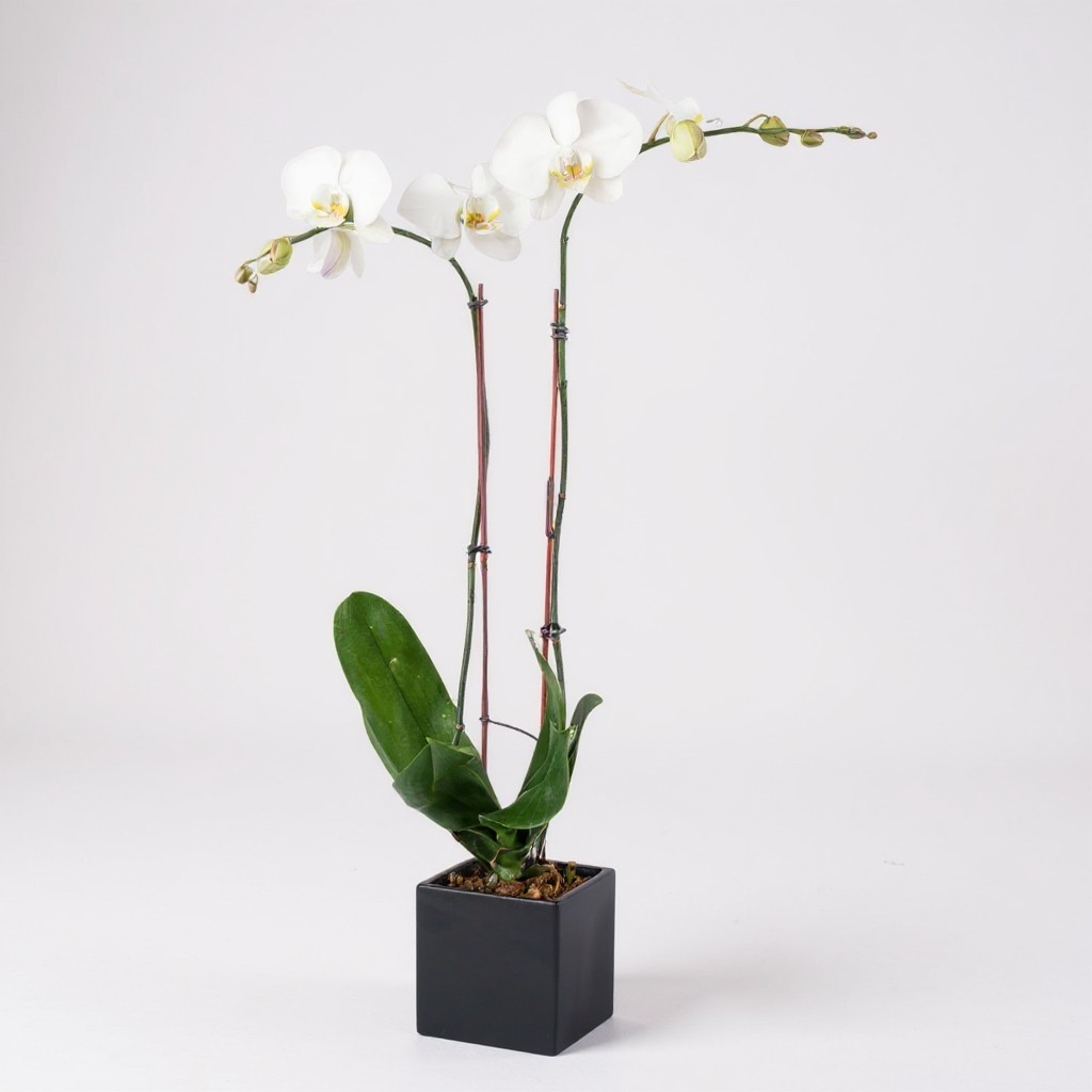 Double stem white orchid plant in a modern black ceramic pot
