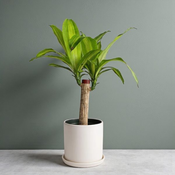 Dracaena Corn Plant in a white ceramic pot with saucer
