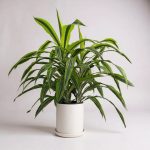 bird's nest fern leslie The 'Leslie' Bird's Nest Fern Live Plant – veliyathgardens main image 1