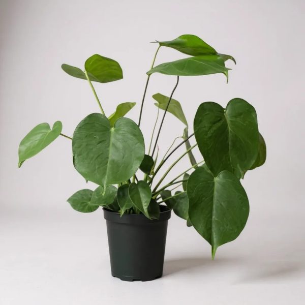 Small Monstera Deliciosa in a 6-inch grow pot with heart-shaped leaves