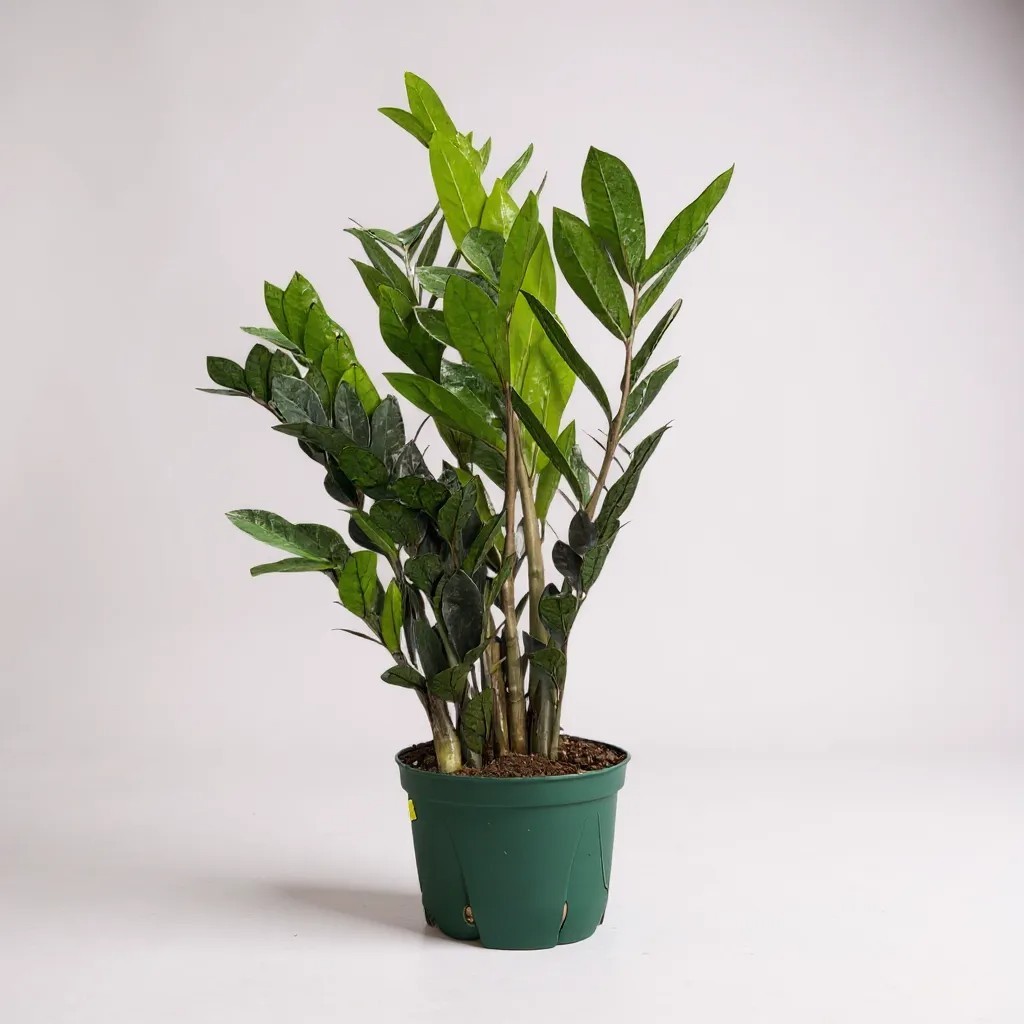 ZZ Plant (Zamioculcas Zamiifolia) | Same-Day NYC Delivery