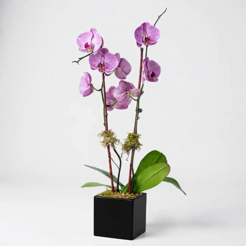 Double stem purple orchid plant in a modern black ceramic pot