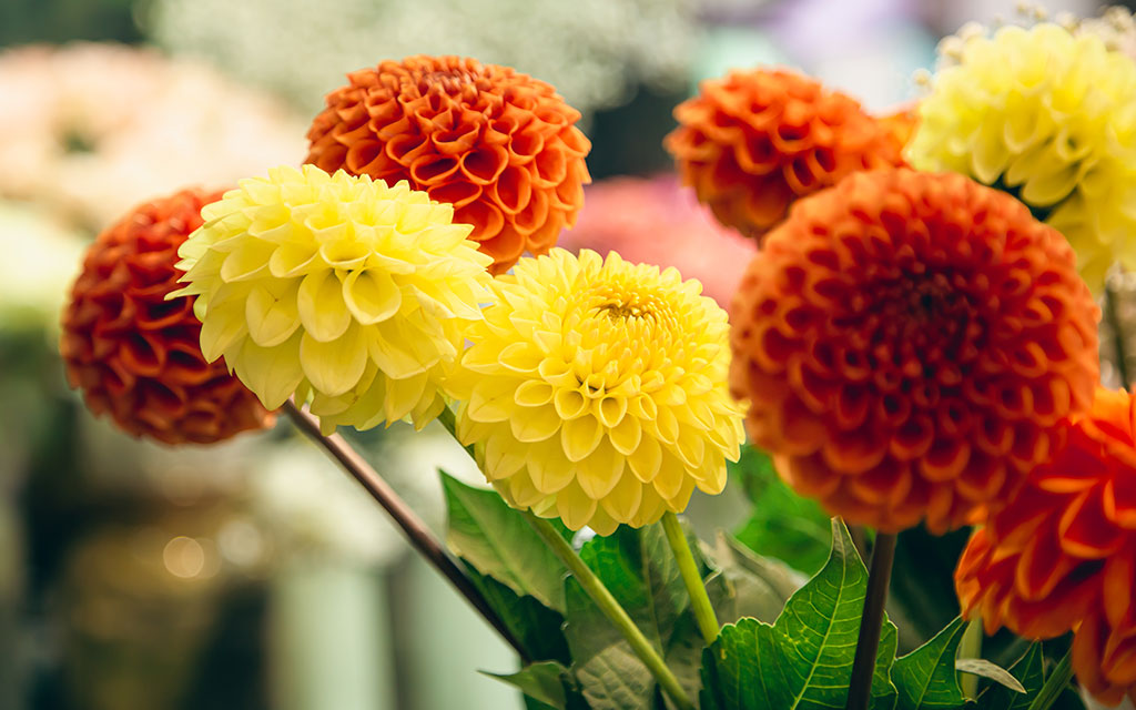 Yellow and orange dahlia flowers in warm autumn colors blooming in fall garden