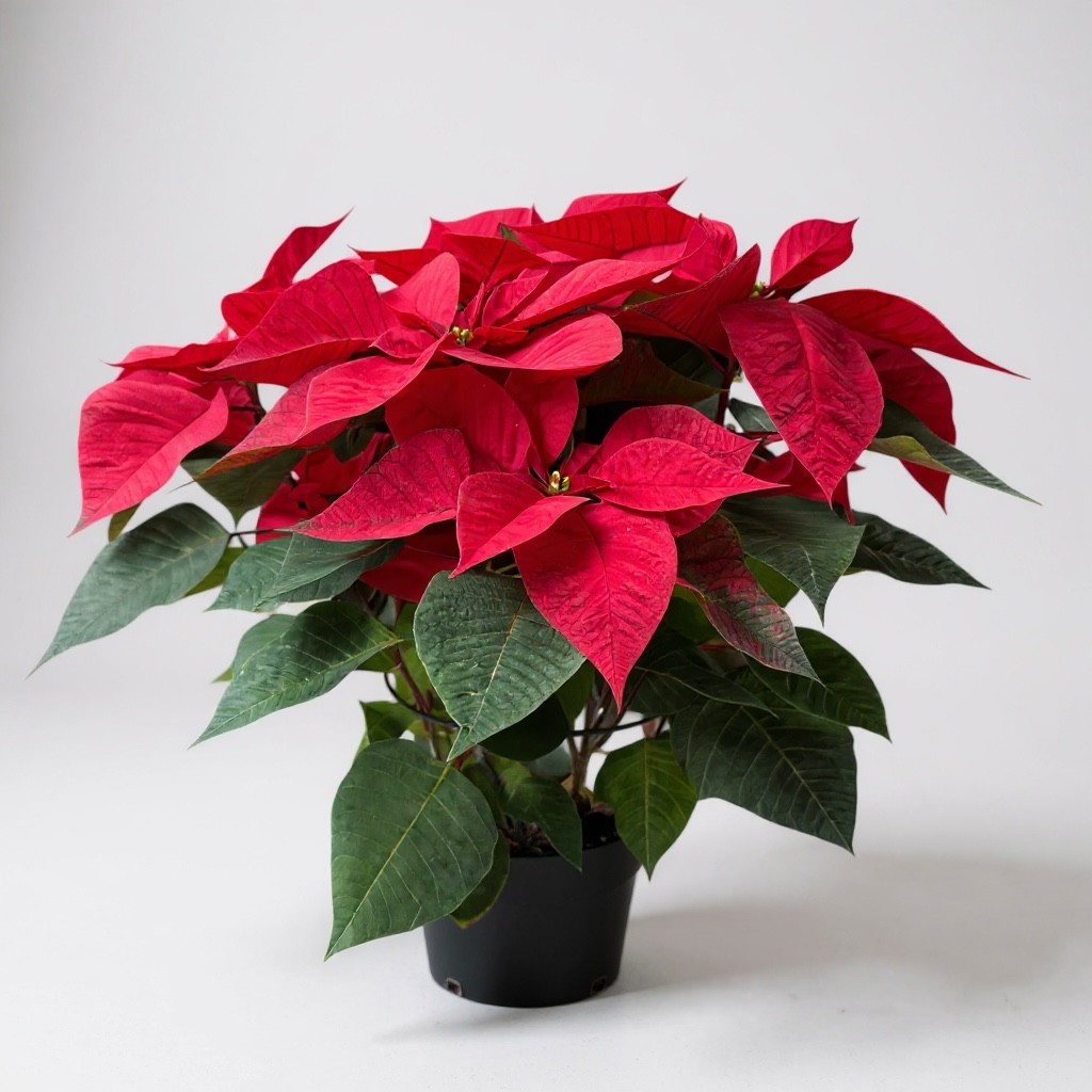 Poinsettia