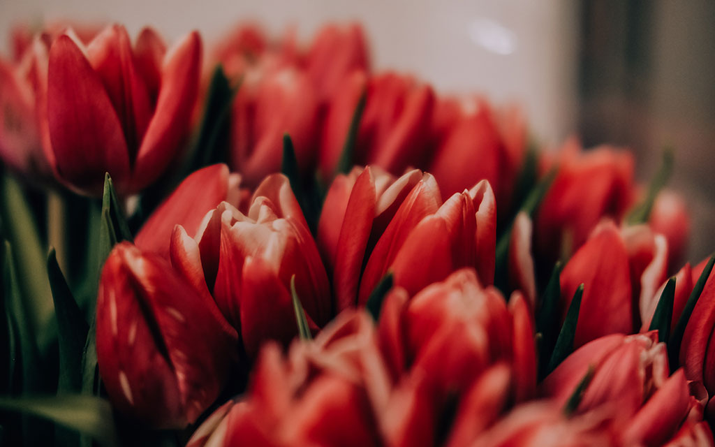 Fresh red tulips symbolizing perfect love, blooming in late winter for Valentine's Day