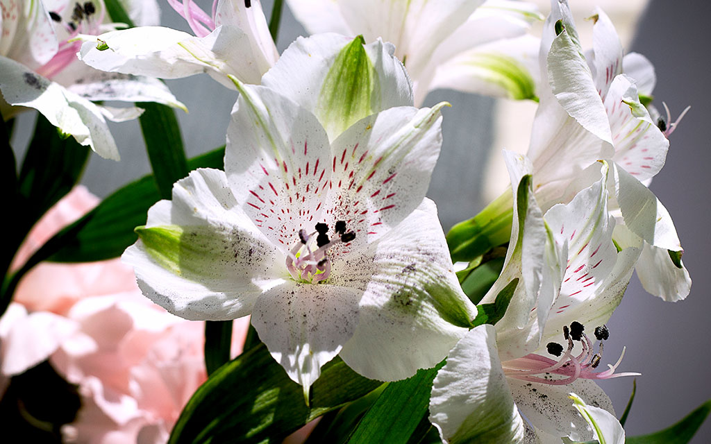 White and pink alstroemeria flowers with delicate petals available year-round for seasonal bouquets