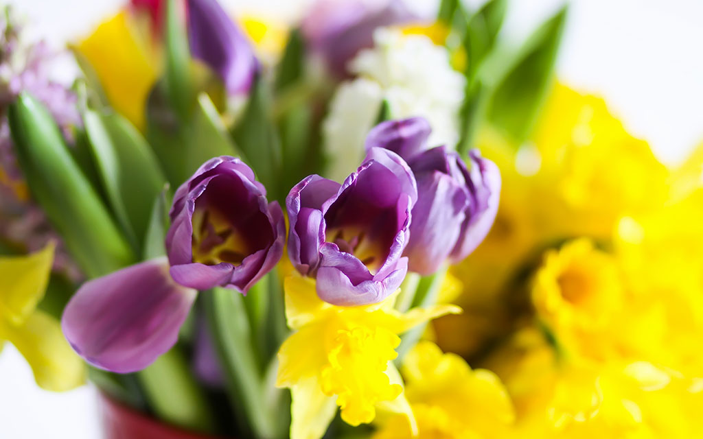 Purple tulips and yellow daffodils blooming together showing classic spring seasonal flowers