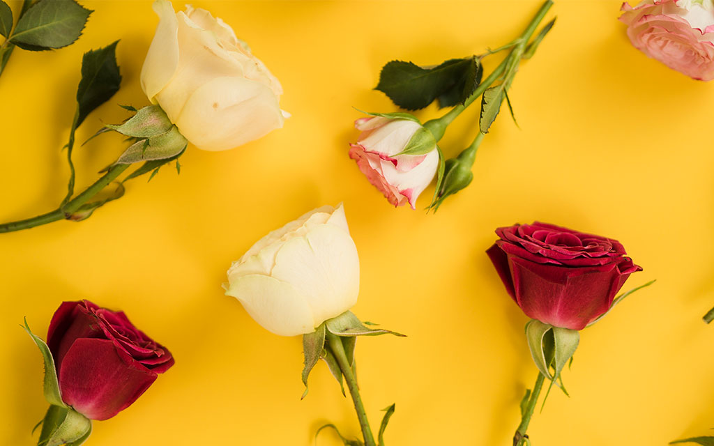 Red, white, and pink roses showing different Valentine's Day flower color meanings and symbolism