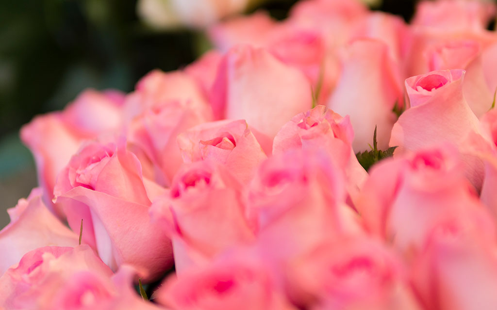 Pink roses bouquet showing appreciation and gratitude for Mother's Day
