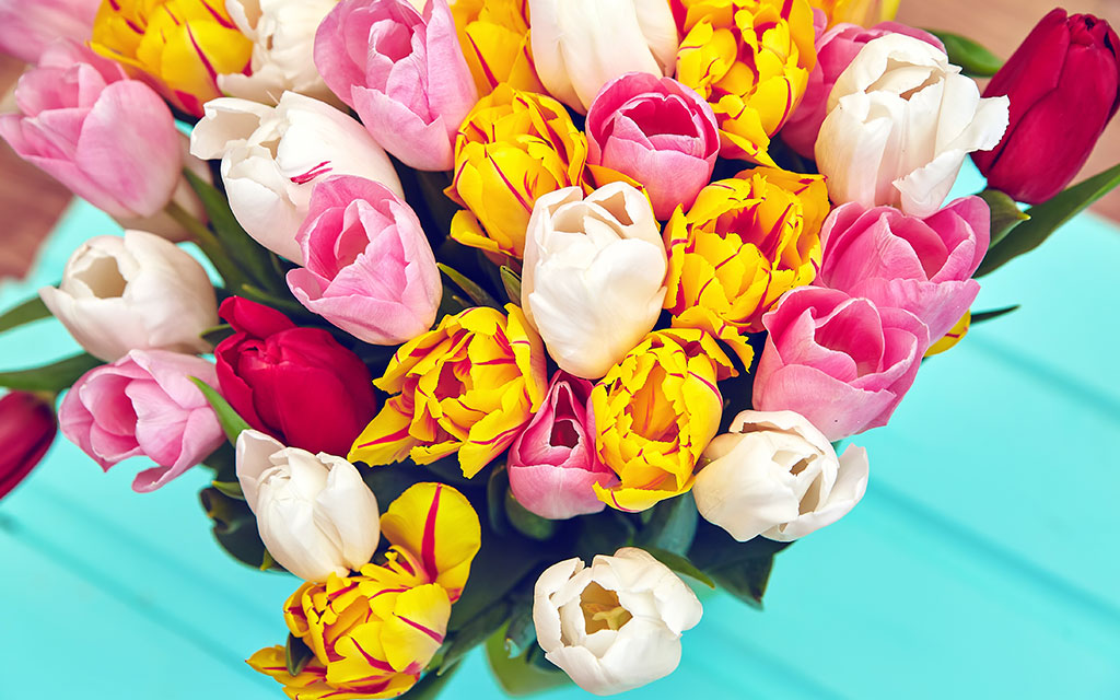 Colorful tulip bouquet representing perfect love and renewal for Mother's Day