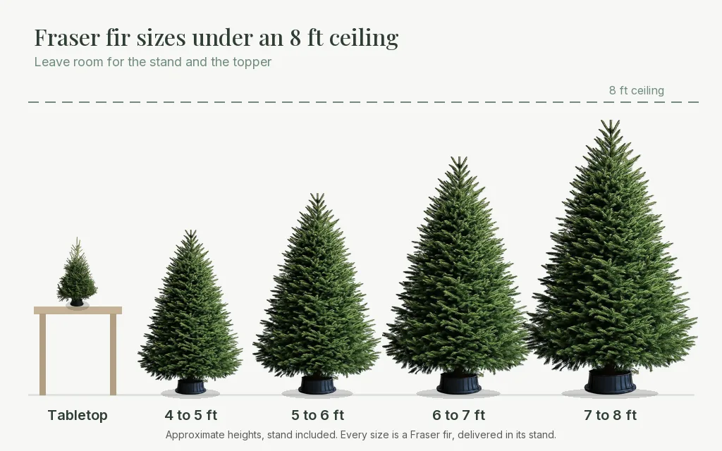 Quinn's five Fraser fir Christmas tree sizes, from tabletop to 7 to 8 feet, drawn under an 8 foot apartment ceiling