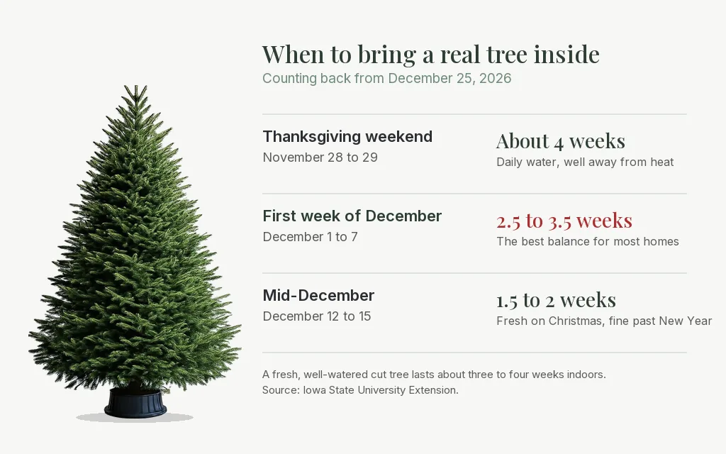 Timeline of when to bring a real Christmas tree inside, from Thanksgiving weekend to mid-December, for December 25